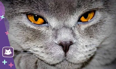 Компания Зооград - ☝Известными и популярными британские кошки стали  благодаря Льюису Кэрроллу, который сделал кота персонажем своего  произведения «Алиса в Стране чудес». Его Чеширский Кот — это настоящий  британский кот, с присущими