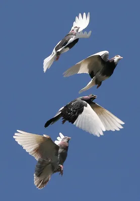 Движущиеся летающие птицы картинки