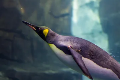 Почему пингвины не летают | Вокруг Света
