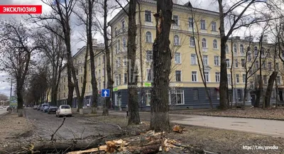 Деревья упали на движущиеся машины на Октябрьском проспекте в Пскове