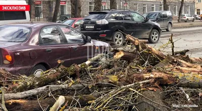 Деревья упали на движущиеся машины на Октябрьском проспекте в Пскове |   | Псков - БезФормата