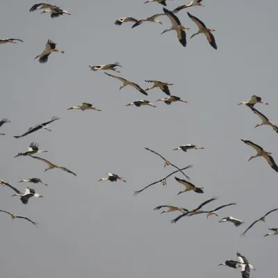 Как наблюдать за перелетными птицами в Израиле: полная информация