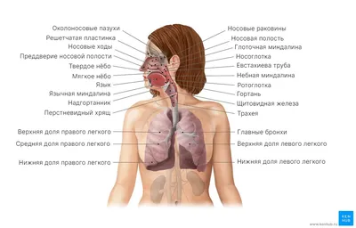 Дыхательная система человека картинки