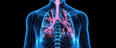 Здоровье легких и прочих органов дыхательной системы – Белорусский  национальный технический университет (БНТУ/BNTU)