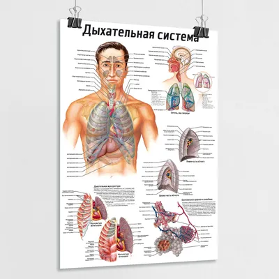 Обучающий медицинский плакат по анатомии "Дыхательная система человека" /  А-1 (60x84 см.) - купить с доставкой по выгодным ценам в интернет-магазине  OZON (816821680)