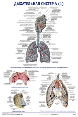 Плакат “Дыхательная система (1)” - ООО "МЕДСИМ"