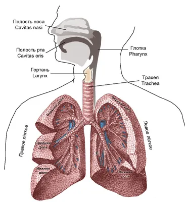 Энциклопедия здоровья: Дыхательная система