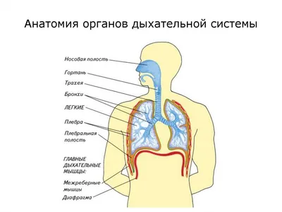 Дыхательная система человека 3D Модель $29 - .3ds .lxo .max .ma .obj .xsi  .lwo .fbx .dxf .dae .c4d .blend - Free3D