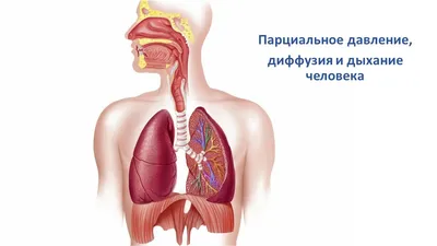 Дыхательная система часть 1 / Respiratory system part 1 - YouTube