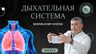 ЕГЭ по биологии: что надо знать о дыхательной системе человека -  Санкт-Петербург