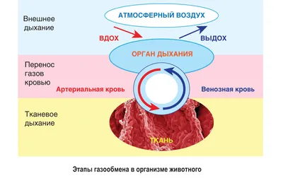 0—7. Сравнительная характеристика строения дыхательной и выделительной  систем у животных : Сравнительная характеристика строения дыхательной  системы у животных