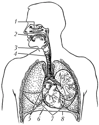 Методы исследования дыхательной системы | Аргус-ЦС