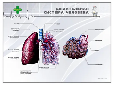 Respiratory system. Дыхательная система.