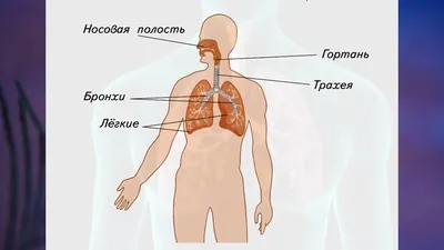 Стенд "Дыхательная система человека" (раздел «Детские центры, экспонаты и  аттракционы») | Купить учебное оборудование по доступным ценам в ПО  «Зарница»