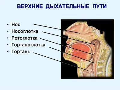 ДЫХАНИЯ ОРГАНЫ • Большая российская энциклопедия - электронная версия