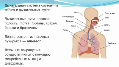 Картинки на тему #Дыхательнаясистема - в Шедевруме