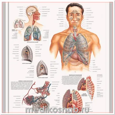 Плакат медицинский Дыхательная система купить по низкой цене в  интернет-магазине МедикоСнаб