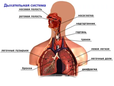 Дыхательная система человека. | Здоровье и строение организма | Дзен