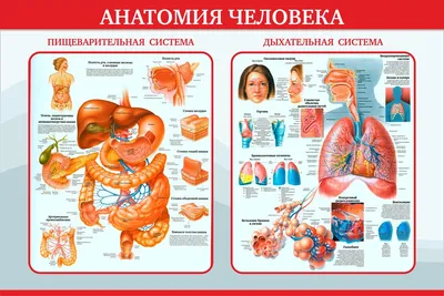 дыхательная система человека - онлайн-пазл