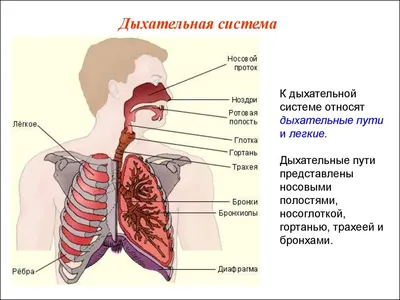 Дыхательная система медицинские плакаты от производителя с доставкой по РФ