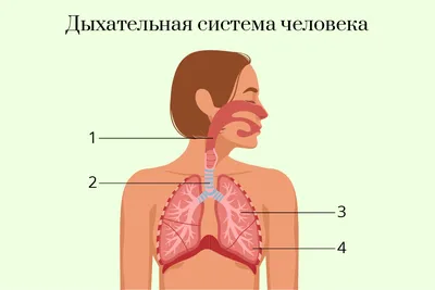 Дыхательная система человека | Удоба - бесплатный конструктор  образовательных ресурсов