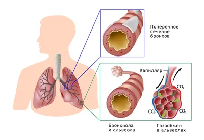 Calaméo - 8 Биология. дыхательная система.