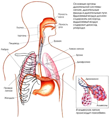 Дыхательная система человека, легкие, альвеолы. медицинская схема. внутри  гортани анатомия носового дросселя. дыхание, пневмония, дым. иллюстрация  анатомии. здравоохранение и медицина инфографики. | Премиум векторы