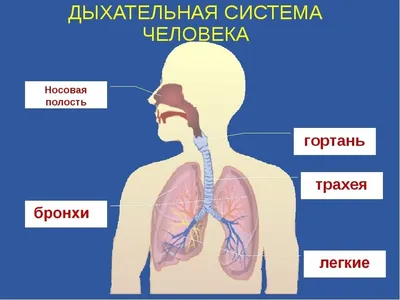 Дыхательная система - Kenhub