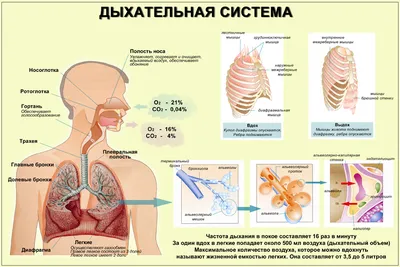 Дыхательная система - Kenhub