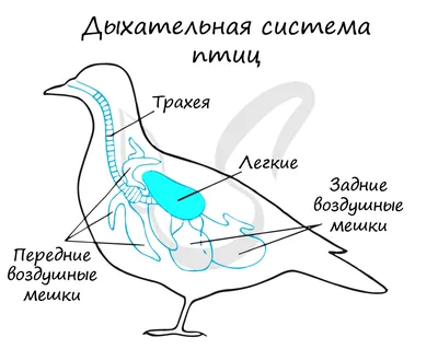 Дыхательная система птиц картинки