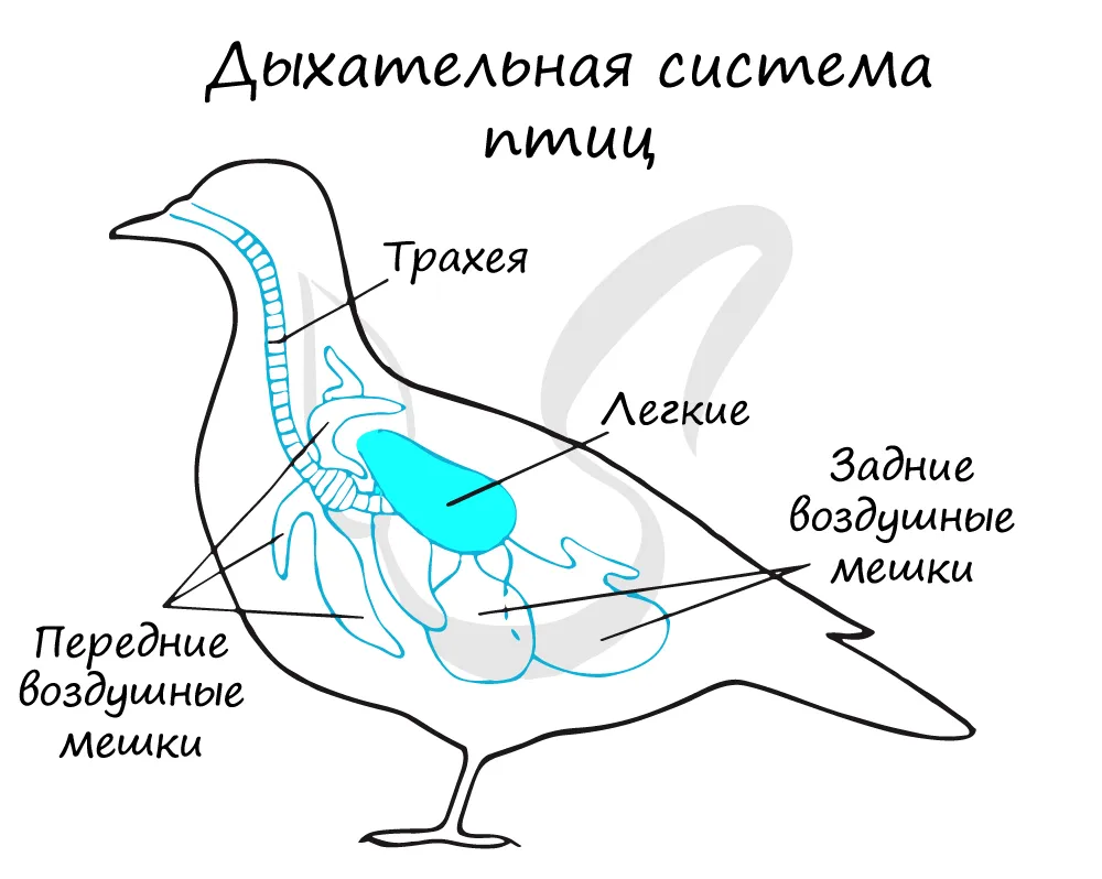 Дыхание птиц и млекопитающих. Зоб у птиц. Какие лёгкие у птиц. Функции киля у птиц. Двойное дыхание у птиц.