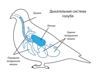 Это должен знать каждый птицевод. Физиология и анатомия птиц. | Дед ЧТП -  РУССКОЕ ХОЗЯЙСТВО. | Дзен