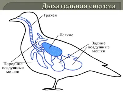 Воздушные мешки у птицы - картинки и фото 