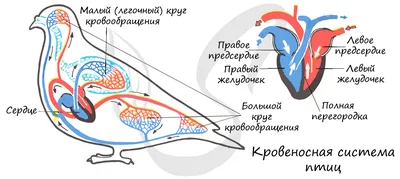 Класс птицы, подготовка к ЕГЭ по биологии