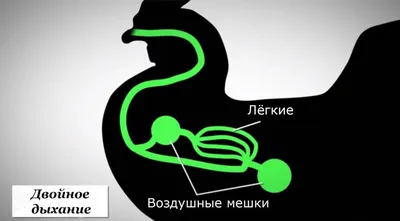 Класс Птицы: общая характеристика • Биология, Животные • Фоксфорд Учебник