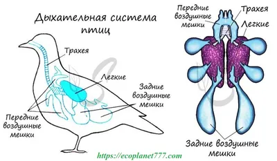 Класс Птицы: общая характеристика • Биология, Животные • Фоксфорд Учебник