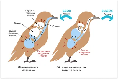 Класс птицы