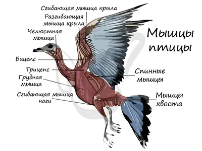 Класс Птицы: общая характеристика • Биология, Животные • Фоксфорд Учебник