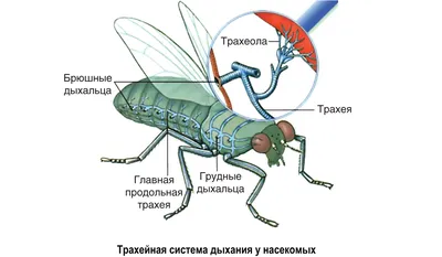 Дыхательная система птиц. Легкие. Рентген. Компьютерная томография (КТ).  Сравнение расположения легких у крысы и у попугая. | Птицы. Лечение.  Содержание. | Дзен