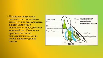 В Кузбассе нашли раненого кречета: подробности, состояние птицы, прогноз,  где лечат, видео -  - 