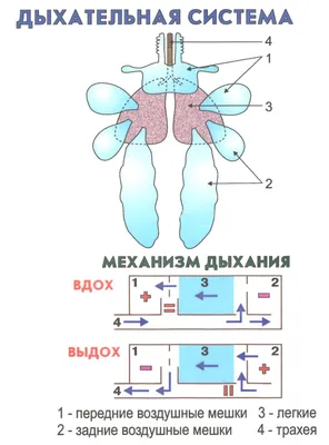 Птицы. Аронова Н. Л. (4323169) - Купить по цене от  руб. | Интернет  магазин 