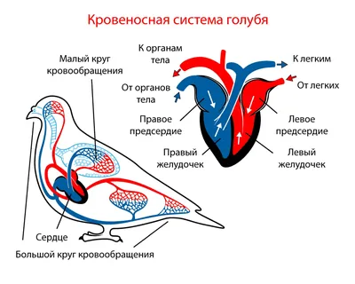 Двойное дыхание у птиц