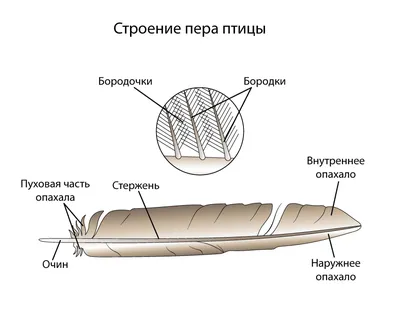 Класс Птицы. Анатомия, морфология и ароморфозы - Умскул Учебник