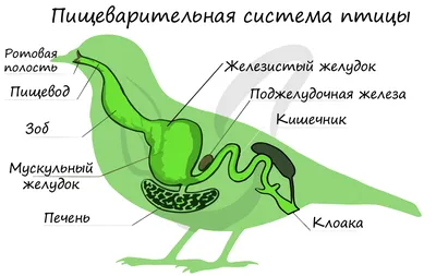 Система птиц - картинки и фото 