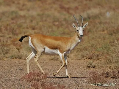 Джейран (лат. Gazella subgutturosa)