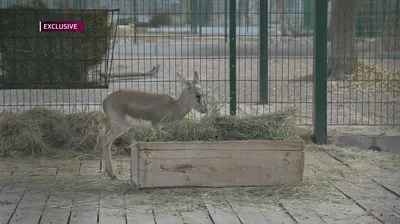 UzNews - В экоцентре «Джейран» насчитывается 583 джейрана, 108 куланов и 22  лошади Пржевальского