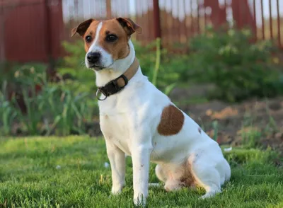 История породы Джека Рассела Терьера (Jack Russell Terrier) - О собаках -  Статьи | Интернет зоомагазин 