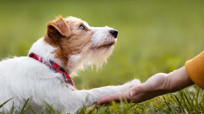 Jack Russell Terriers: Everything You Need To Know