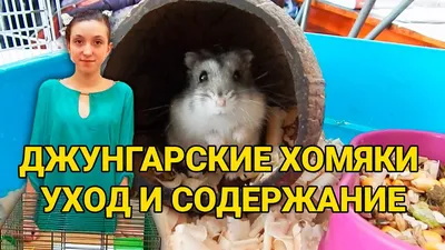 Джунгарские Хомяки: 50 грн. - Грызуны Киев на Olx