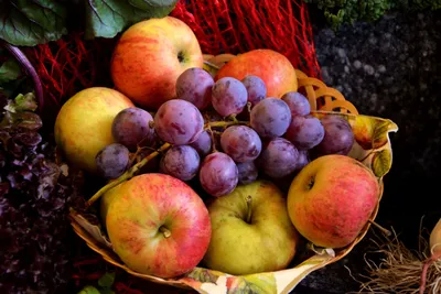 Игрушечная еда: фрукты и овощи на липучках - купить с доставкой по выгодным  ценам в интернет-магазине OZON (1251162727)